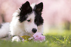 Eloschaboro puppy