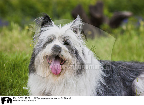 Eloschaboro Portrait / Eloschaboro Portrait / SST-11529