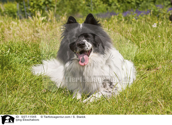 liegender Eloschaboro / lying Eloschaboro / SST-11545