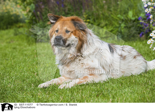liegender Eloschaboro / lying Eloschaboro / SST-11577