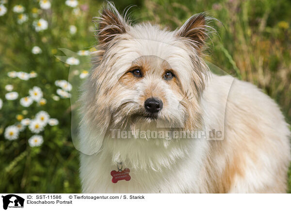 Eloschaboro Portrait / Eloschaboro Portrait / SST-11586