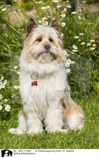 sitzender Eloschaboro / sitting Eloschaboro / SST-11587
