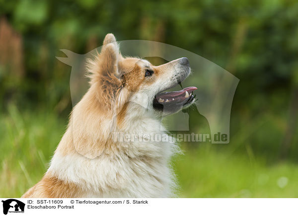 Eloschaboro Portrait / Eloschaboro Portrait / SST-11609