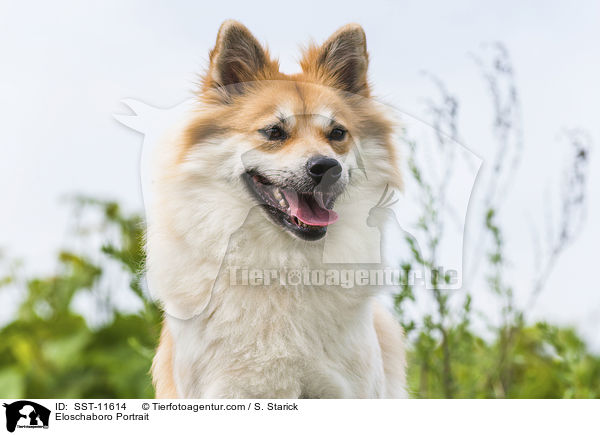 Eloschaboro Portrait / Eloschaboro Portrait / SST-11614