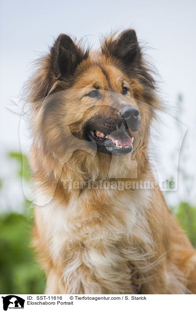 Eloschaboro Portrait / Eloschaboro Portrait / SST-11616