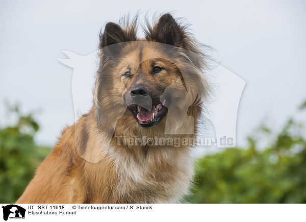 Eloschaboro Portrait / Eloschaboro Portrait / SST-11618