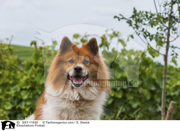 Eloschaboro Portrait / Eloschaboro Portrait / SST-11626