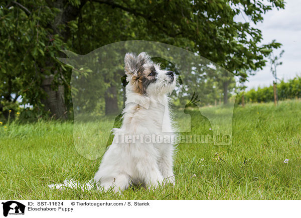 Eloschaboro Welpe / Eloschaboro Puppy / SST-11634