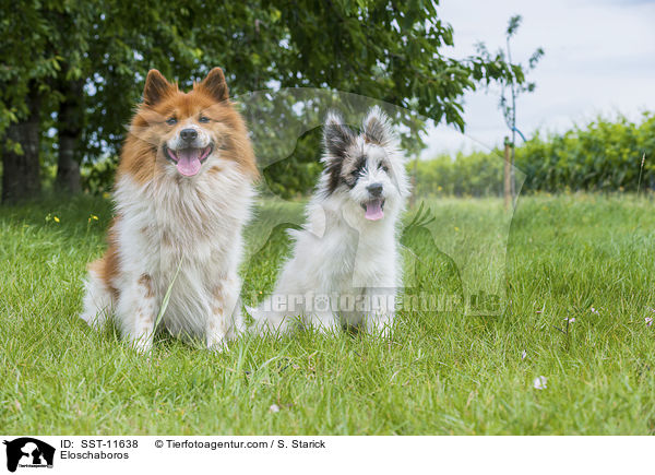 Eloschaboros / Eloschaboros / SST-11638