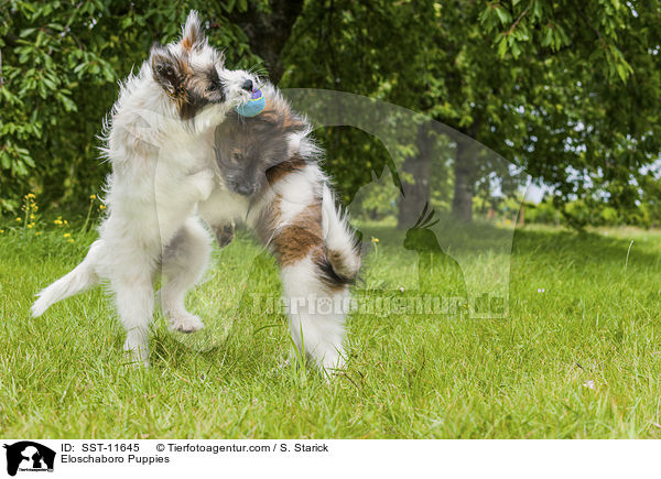 Eloschaboro Welpen / Eloschaboro Puppies / SST-11645