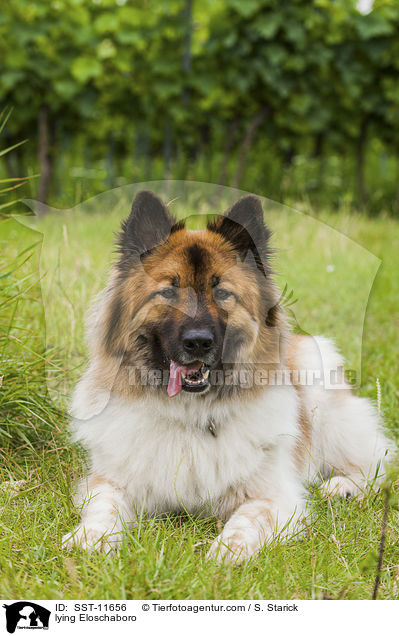 liegender Eloschaboro / lying Eloschaboro / SST-11656