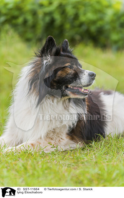 liegender Eloschaboro / lying Eloschaboro / SST-11664