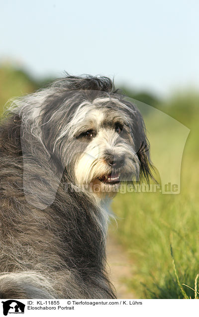 Eloschaboro Portrait / Eloschaboro Portrait / KL-11855