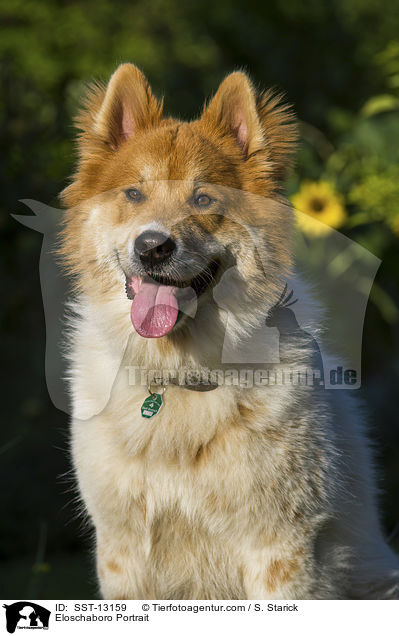Eloschaboro Portrait / Eloschaboro Portrait / SST-13159