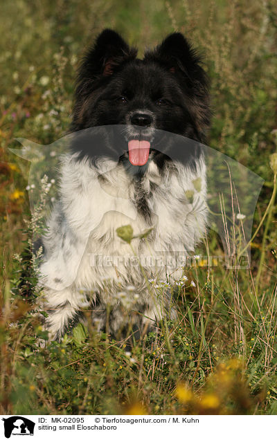 sitting small Eloschaboro / MK-02095