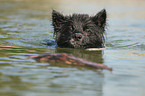 swimming small Eloschaboro