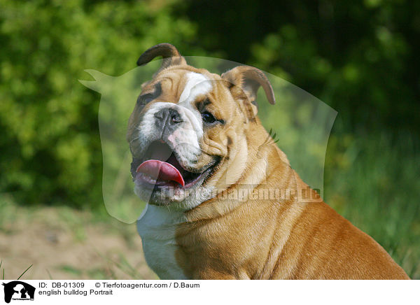 Englische Bulldogge im Portrait / english bulldog Portrait / DB-01309