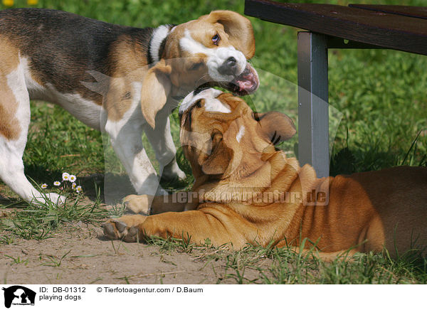 spielende Hunde / playing dogs / DB-01312