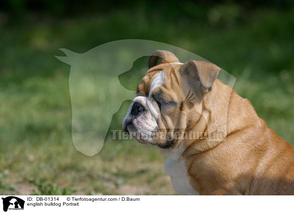 english bulldog Portrait / DB-01314
