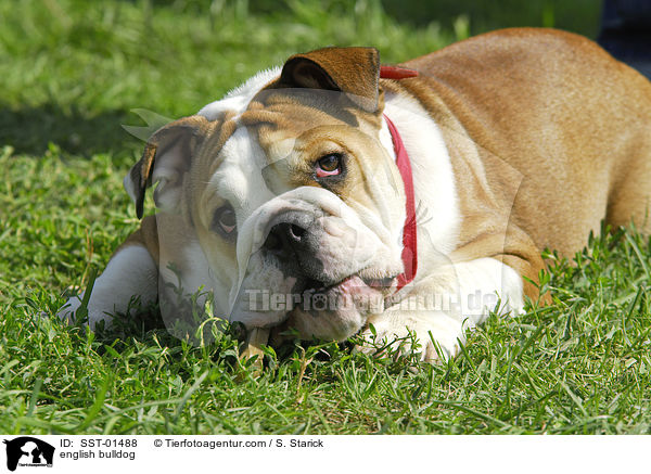 Englische Bulldogge / english bulldog / SST-01488
