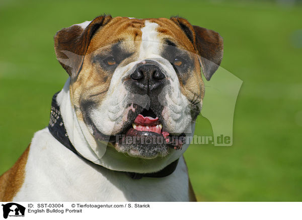 English Bulldog Portrait / SST-03004