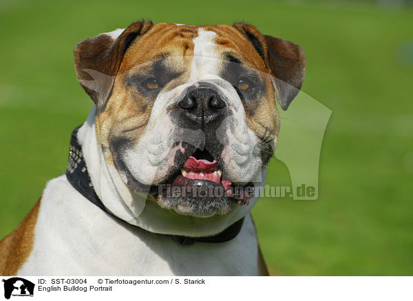 Englische Bulldogge Portrait / English Bulldog Portrait / SST-03004