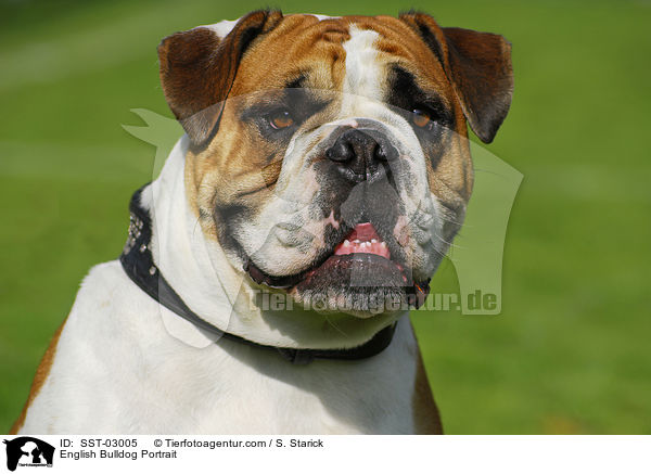 English Bulldog Portrait / SST-03005