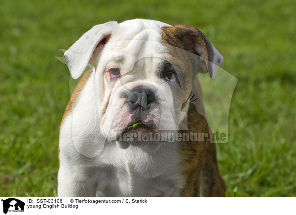 junge Englische Bulldogge / young English Bulldog / SST-03106
