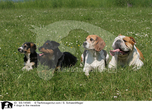 4 Hunde auf Wiese / 4 dogs in the meadow / SS-14585