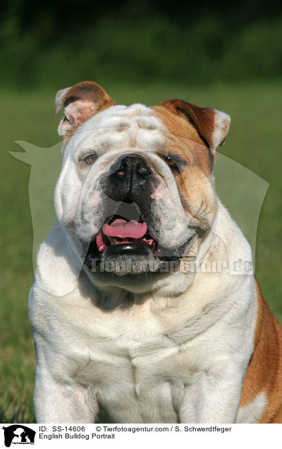 Englische Bulldogge Portrait / English Bulldog Portrait / SS-14606