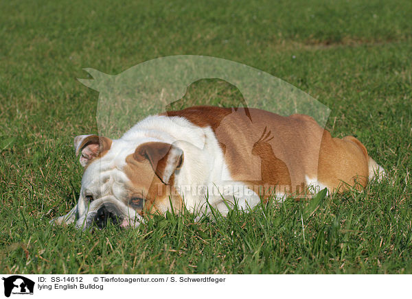 liegende Englische Bulldogge / lying English Bulldog / SS-14612