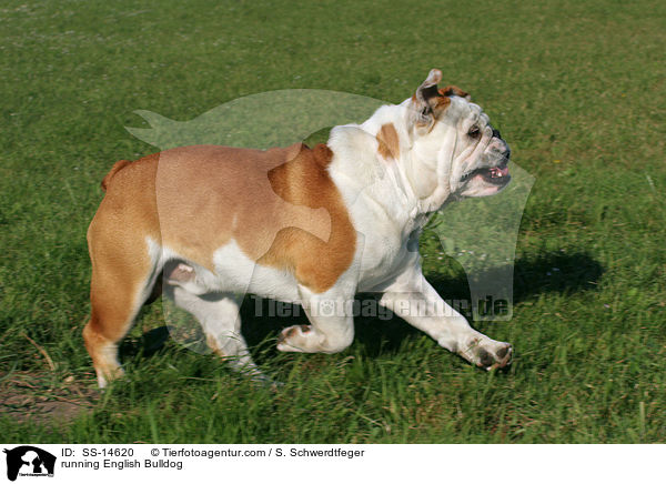 rennende Englische Bulldogge / running English Bulldog / SS-14620