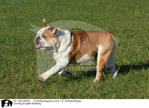 rennende Englische Bulldogge / running English Bulldog / SS-14630