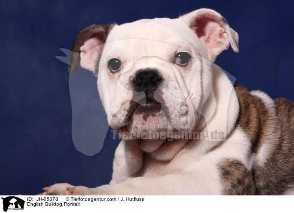 Englische Bulldogge Portrait / English Bulldog Portrait / JH-05378