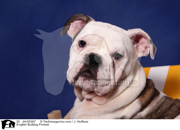 Englische Bulldogge Portrait / English Bulldog Portrait / JH-05387