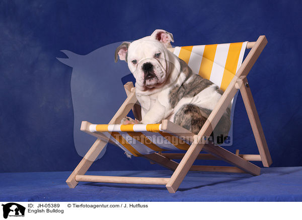 Englische Bulldogge / English Bulldog / JH-05389