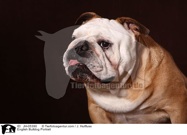 Englische Bulldogge Portrait / English Bulldog Portrait / JH-05390