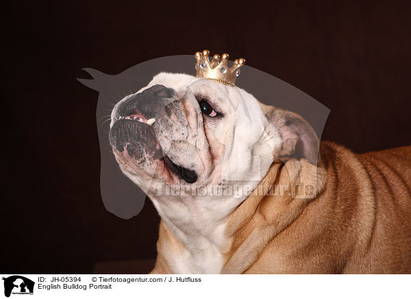 Englische Bulldogge Portrait / English Bulldog Portrait / JH-05394