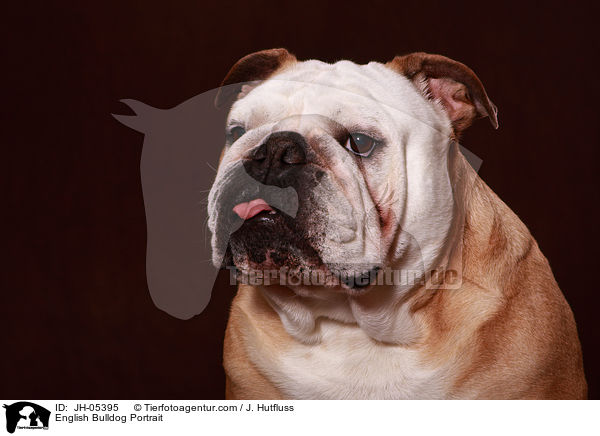 Englische Bulldogge Portrait / English Bulldog Portrait / JH-05395
