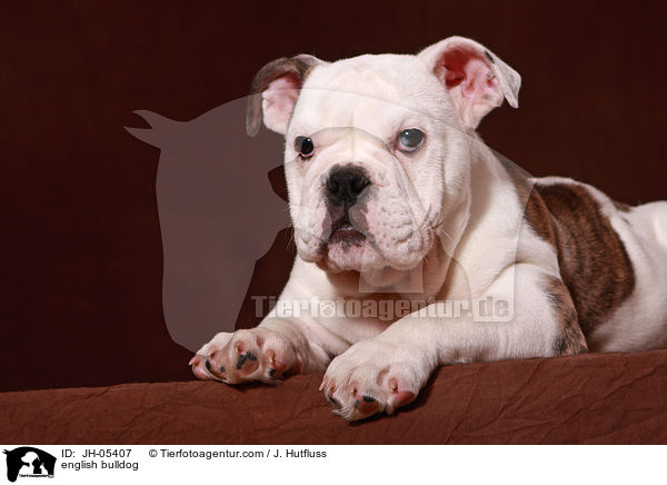 Englische Bulldogge / english bulldog / JH-05407