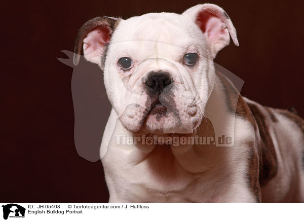 Englische Bulldogge Portrait / English Bulldog Portrait / JH-05408