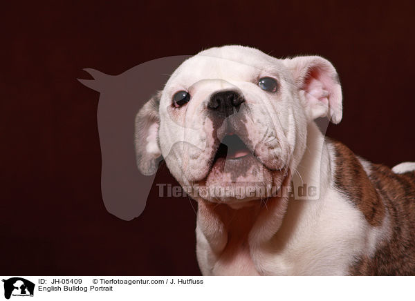 Englische Bulldogge Portrait / English Bulldog Portrait / JH-05409