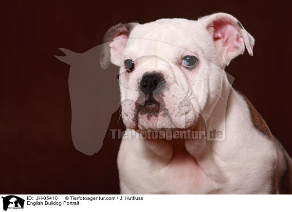 Englische Bulldogge Portrait / English Bulldog Portrait / JH-05410