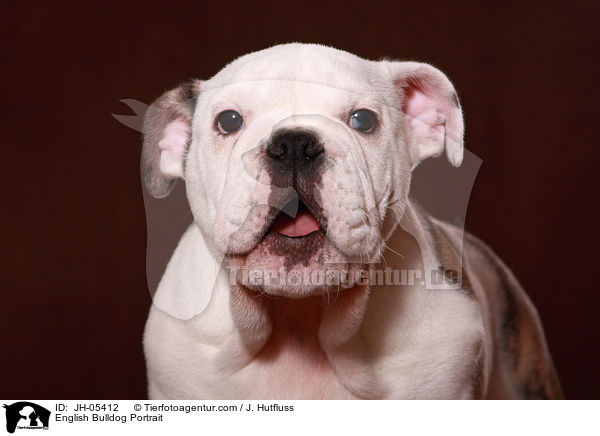 Englische Bulldogge Portrait / English Bulldog Portrait / JH-05412