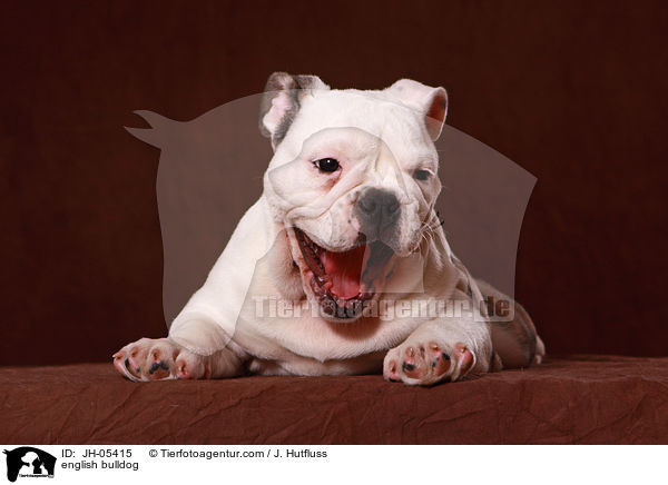 Englische Bulldogge / english bulldog / JH-05415