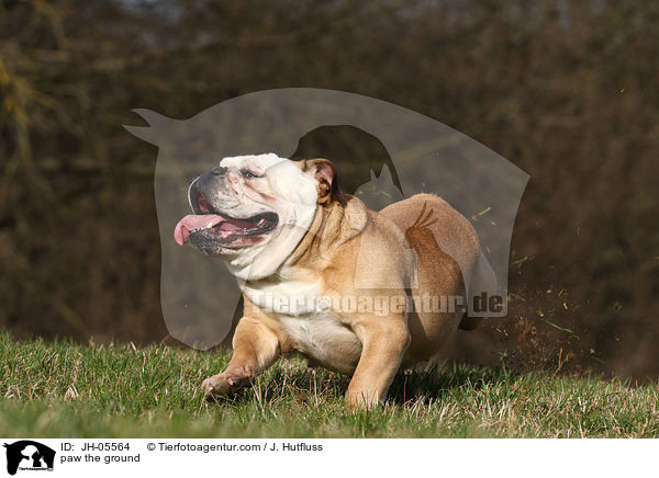 scharrender Hund / paw the ground / JH-05564