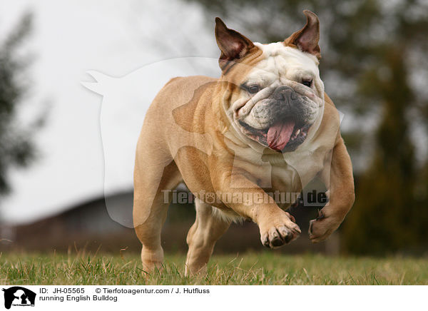 rennende Englische Bulldogge / running English Bulldog / JH-05565