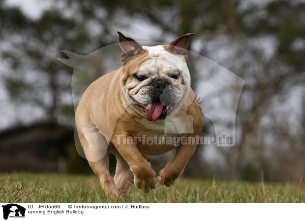rennende Englische Bulldogge / running English Bulldog / JH-05566