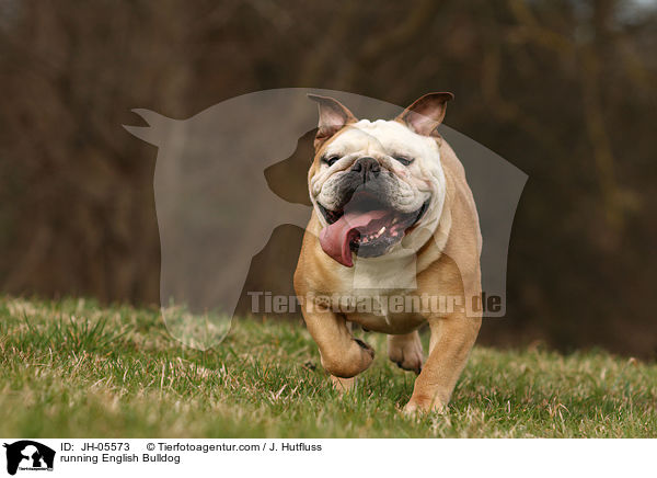 rennende Englische Bulldogge / running English Bulldog / JH-05573