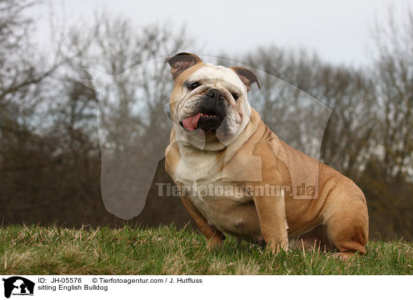 sitzende Englische Bulldogge / sitting English Bulldog / JH-05576